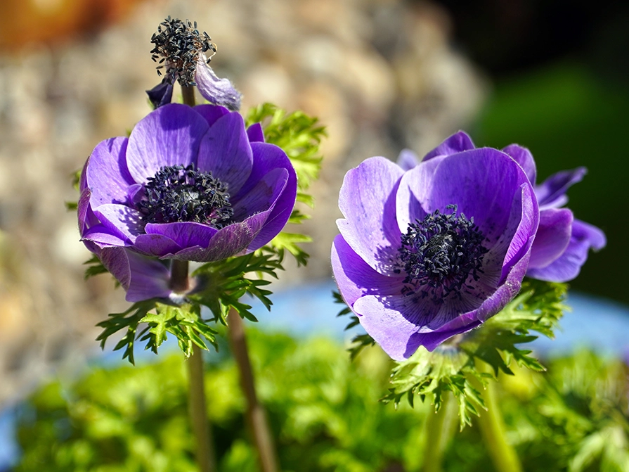 Närbild på två lila ranunkel-blommor